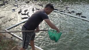 2000只小鴨苗下水記 老林的溫情守護(hù)